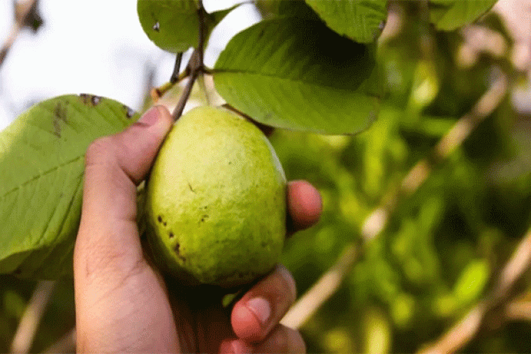 Benefits of Guava leaves: गुणों की खान हैं अमरूद की पत्तियां, जानें इसे खाली पेट चबाने के ढेरों फायदे